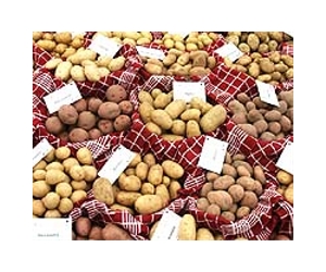 Fury as Brussels authorises GM potatoes