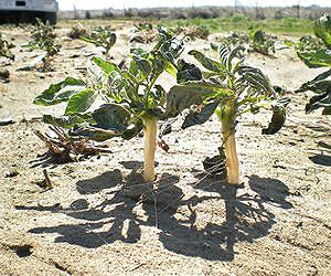Researchers Examine Way to Undercut Dust Emissions