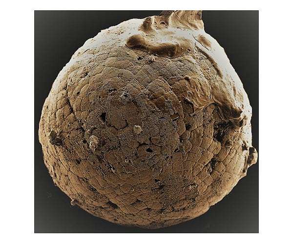 Half a billion years old microfossils may yield new knowledge of animal origins
