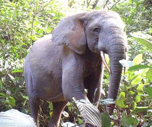 Gabon forest elephant forays into villages spark ire