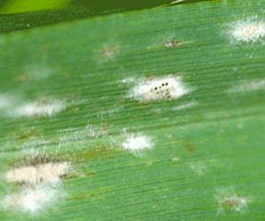 TUM researchers discover a new switch in resistance to plant diseases