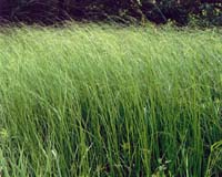Ceres And CHOREN Assess Energy Crops For Thermochemical Production Of Biofuels