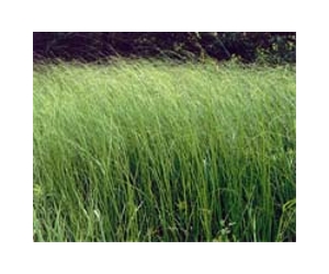 Prairie cordgrass: Highly underrated