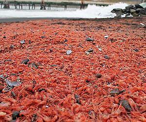 Millions of stranded prawns blanket south Chile coast