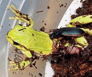 Small insects attacks and kill amphibians much bigger than themselves