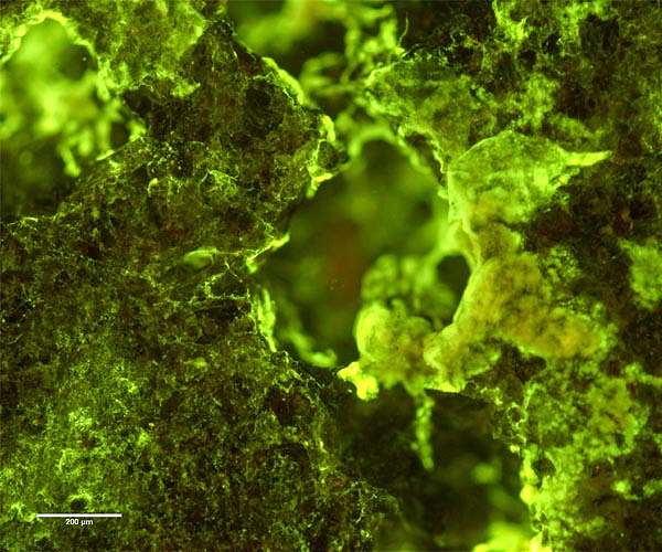 Researchers biomines vanadium aboard ISS