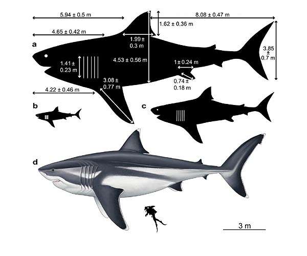 Megalodon was exceptionally large compared with other sharks