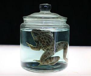 Preserved Frogs Hold Clues to Deadly Pathogen