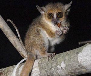 Primates' brains make visual maps using triangular grids