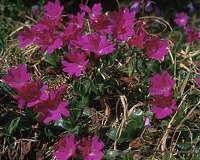 Extinction of Alpine plants may remain undetectable for a long time