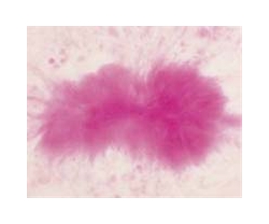 Lifeless Prions Capable Of Evolutionary Change And Adaptation