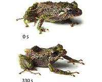 Scientists discover new 'transformer frog' in Ecuador