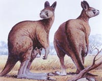 Ancient kangaroo that walked, not hopped, stood ten feet tall