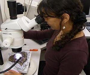 Worms among first animals to surface after K-T extinction event