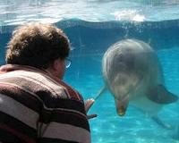 Dolphins show they can cooperate to solve problems