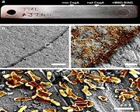 Recruiting bacteria to be technology innovation partners