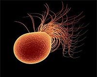 Viruses are hidden drivers of ocean's nutrient cycle