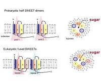 Plant sugar transporter involved in carbon sequestration