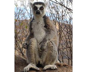 Climate change and deforestation: When the past influences the present