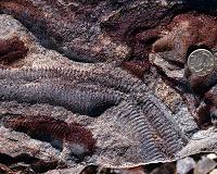 Before animals, evolution waited eons to inhale