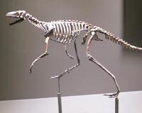 Researchers investigate evolution of bipedalism in ancient dinosaur ancestors