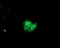 Ambitious program could unlock power of Earth's microbial communities