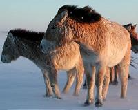 Mongolia herders reel under dreaded 'dzud' weather