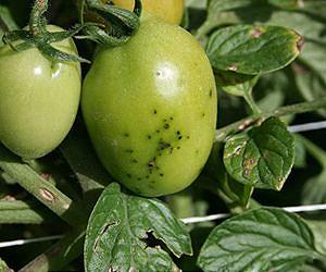Bacterium signals plant to open up and let friends in