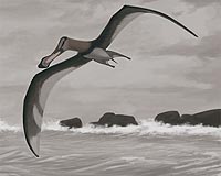 Pterodactyl found in China is most ancient to date