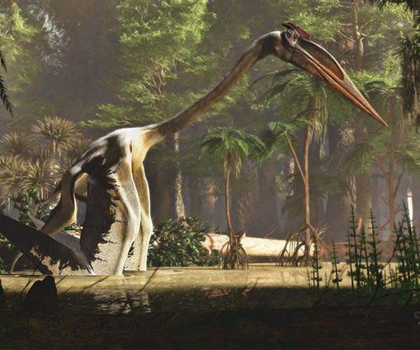 Pterosaur bones found three decades ago are Australia's oldest