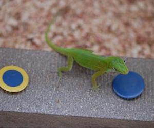 Brainy lizards pass test for birds