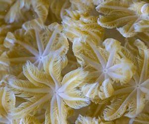 Israeli scientists discover why soft corals have unique pulsating motion