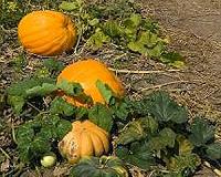 A model for bioenergy feedstock/vegetable double-cropping systems