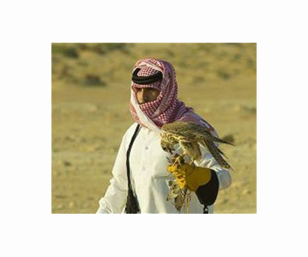 Poachers' paradise: Gulf hunts fuel Pakistan falcon trafficking