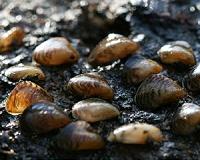 Britain on brink of freshwater species 'invasion' from south east Europe