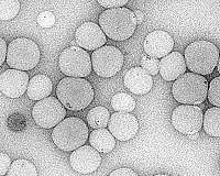 New applications for encapsulated nanoparticles with promising properties