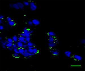 Squishy hydrogels may be the ticket for studying biological effects of nanoparticles