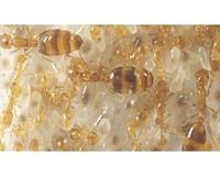 Uncovering the evolution of queen-worker differences