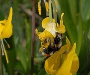 Fears Of A Decline In Bee Pollination Confirmed