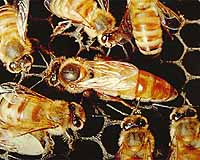 Bees Disease - One Step Closer To Finding A Cure