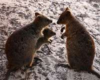 Study details decline of Australia's quokkas
