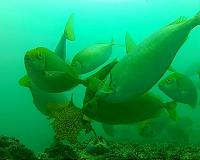 Underwater video reveals culprits behind disappearance of NSW kelp forests