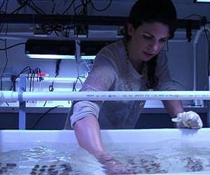 Study shows adaptive capacity of reef corals to climate change may be widespread