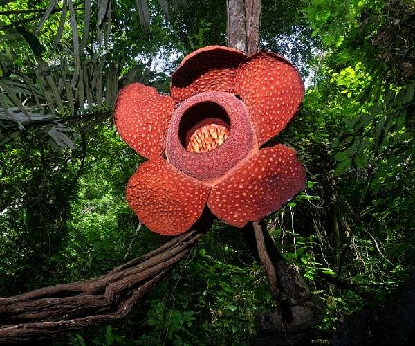 Most species of 'world's largest flower' risk extinction: study