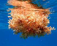 Washed up: Sargassum blankets beaches