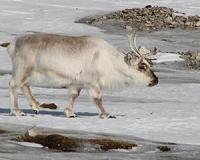 Adapt or die: Arctic animals cope with climate change