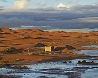 Dirt mounds made by termites in Africa, South America, Asia could prevent spread of deserts