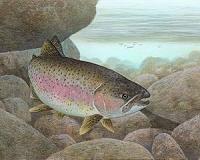 China's rainbow trout gets a new name: 'salmon'