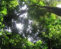 Rainforest greener during 'dry' season