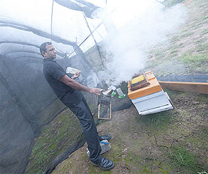 Pheromone Increases Foraging Honey Bees, Leads To Healthier Hives